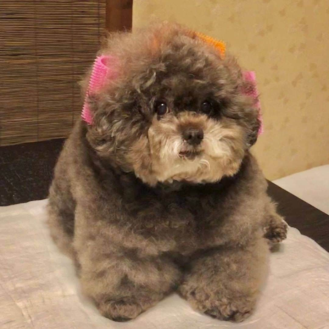 9GAGさんのインスタグラム写真 - (9GAGInstagram)「Floofy ewok 📸 @kokoro_official - #fluff #toypoodle #9gag」8月20日 17時02分 - 9gag