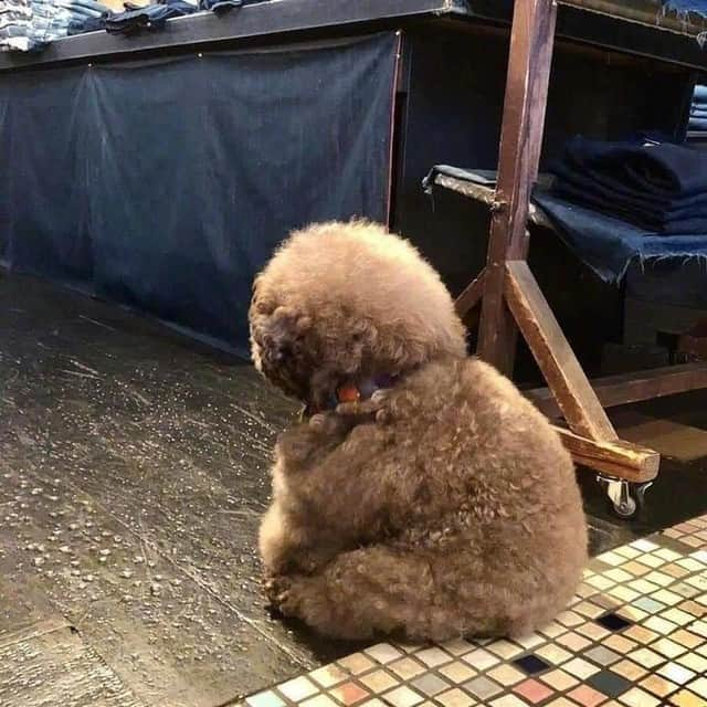 9GAGさんのインスタグラム写真 - (9GAGInstagram)「Floofy ewok 📸 @kokoro_official - #fluff #toypoodle #9gag」8月20日 17時02分 - 9gag