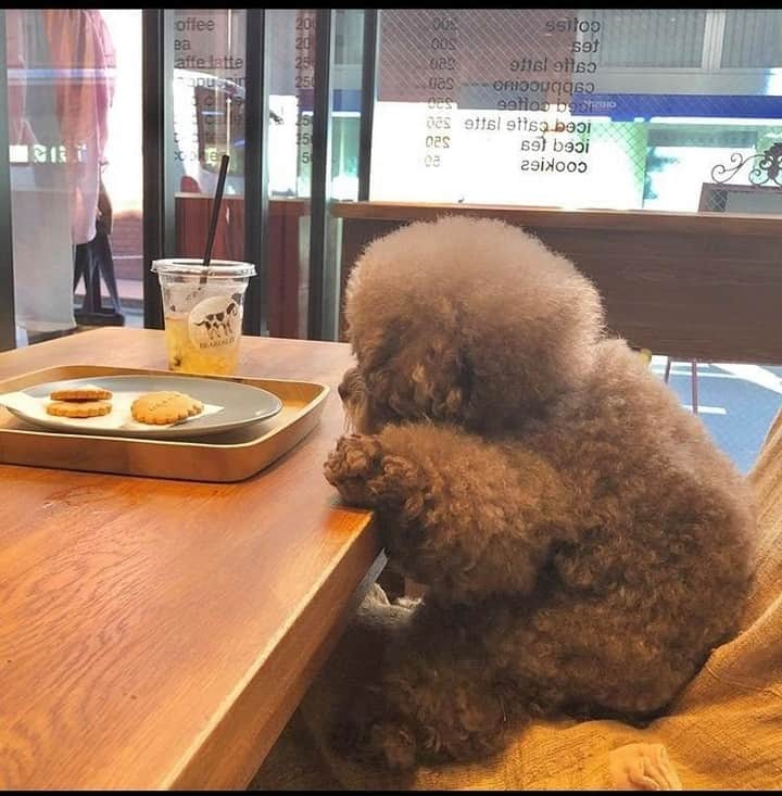 9GAGさんのインスタグラム写真 - (9GAGInstagram)「Floofy ewok 📸 @kokoro_official - #fluff #toypoodle #9gag」8月20日 17時02分 - 9gag