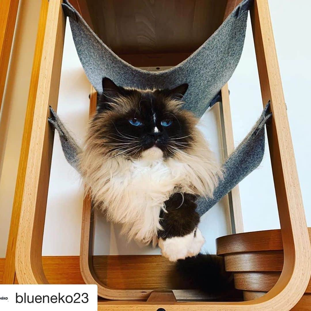 依布サラサさんのインスタグラム写真 - (依布サラサInstagram)「#Repost @blueneko23 with @get_repost ・・・ Relax ! 気分は樹上のライオンです。  #bathtub #ragdoll #ネコ風呂 #ラグドール  #blueneko #sarasadesign #cat #cats #neko #catlife #catlover #forcat #catinterior #catbed   #猫 #ねこ #猫家具 #猫と家具 #猫ベッド #ネコベッド #猫専用 #ねこと暮らす #ねこのいる生活 #ネコとの暮らし #ねことくらす #猫とインテリア #ネコスタグラム #ねこすたぐらむ #猫すたぐらむ」8月20日 17時20分 - sarasaifu