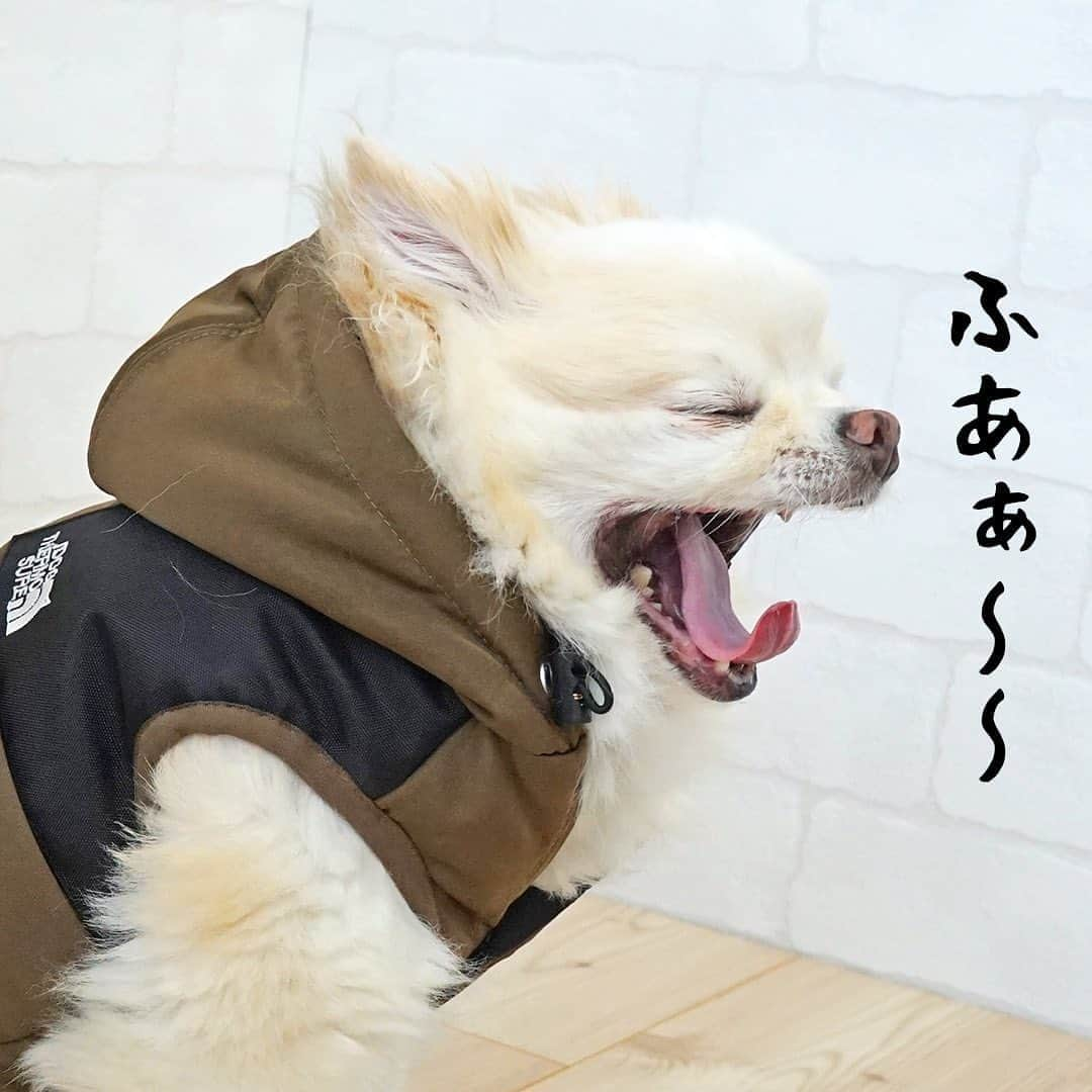 iDog&iCatさんのインスタグラム写真 - (iDog&iCatInstagram)「写真撮影中のコマメ… 大きいあくびをしてなんだか眠そう😴 なんとか撮影を頑張ってくれましたが、最後はウトウトしていました😂 コマメさんお疲れ様でした！  #idogicat #idog #icat #社犬コマメ #チワワ #どすこい #ウトウト #眠そう」8月20日 17時19分 - idogicat