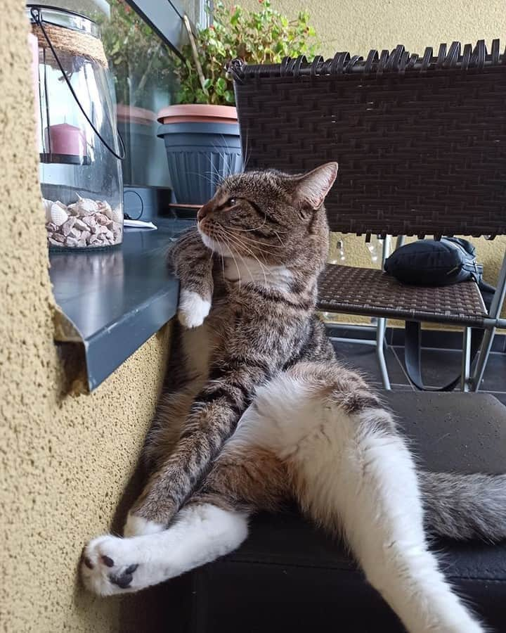 Aww Clubさんのインスタグラム写真 - (Aww ClubInstagram)「Waiter, can I have a glass of milk with a splash of catnip please...thanks! #captionthis⠀ ⠀ 📷@chico_the_catto ⠀ ⠀ #meowed #chicothecatto #captionthis」8月20日 17時30分 - meowed