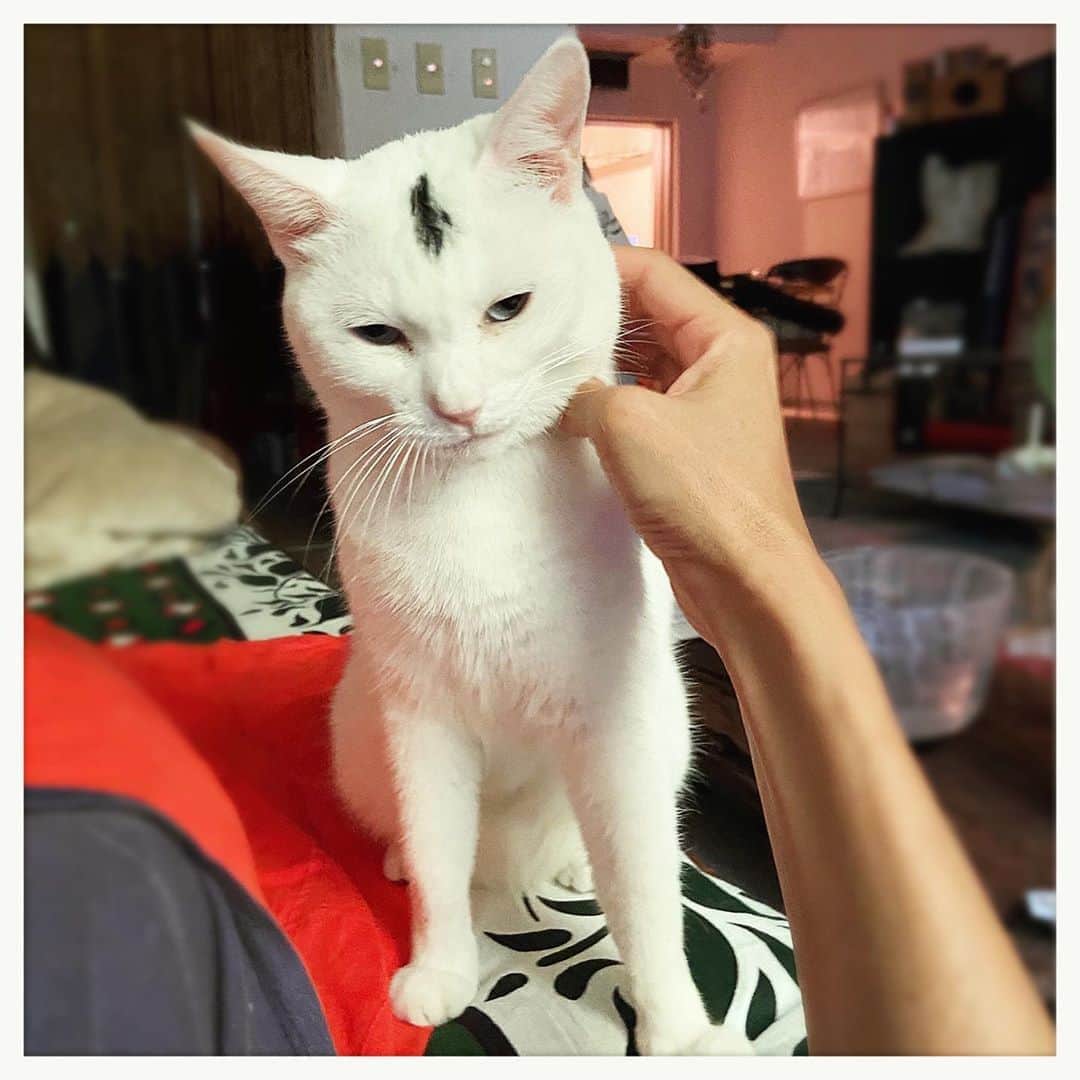 kumikoのインスタグラム：「さっきからずっとモジモジしてたけどやっと甘えに来れたお方（笑）」
