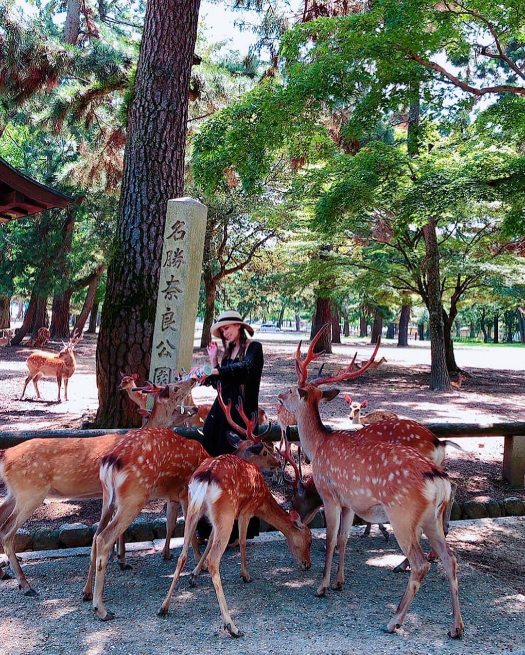 百合華さんのインスタグラム写真 - (百合華Instagram)「The deer's of Nara park always comes up to play 🦌🦌🦌🦌🦌  #japan #日本 #奈良 #narapark  #奈良公園 #deer #鹿 #deerpark  #鹿公園」8月20日 17時35分 - yurika.lovelily