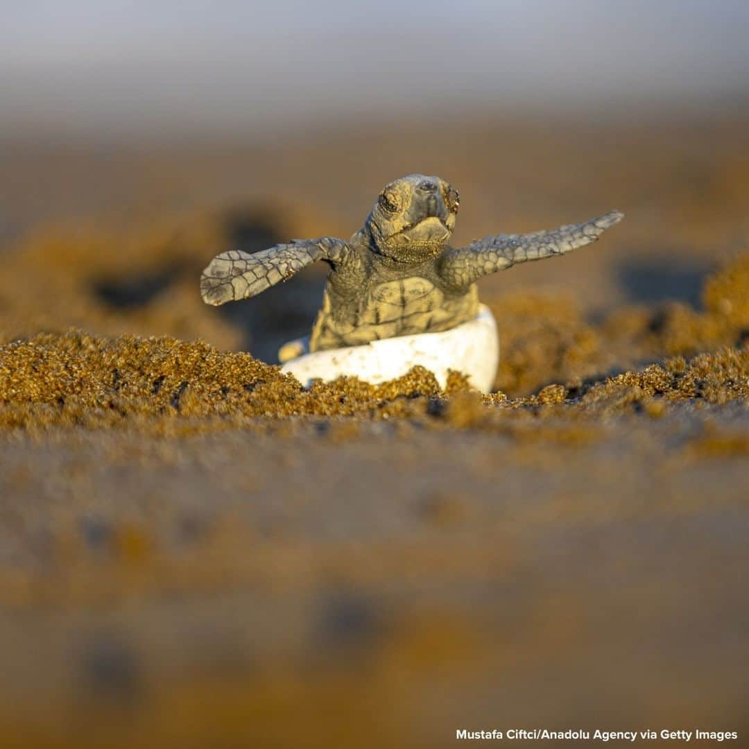 ABC Newsさんのインスタグラム写真 - (ABC NewsInstagram)「WELCOME TO THE WORLD: Hatchling loggerhead turtle pictured before making its way into the sea after it was checked by members of a sea turtle rescue center early in the morning in Mugla, Turkey. #turtles #babyanimals #animals」8月20日 17時44分 - abcnews