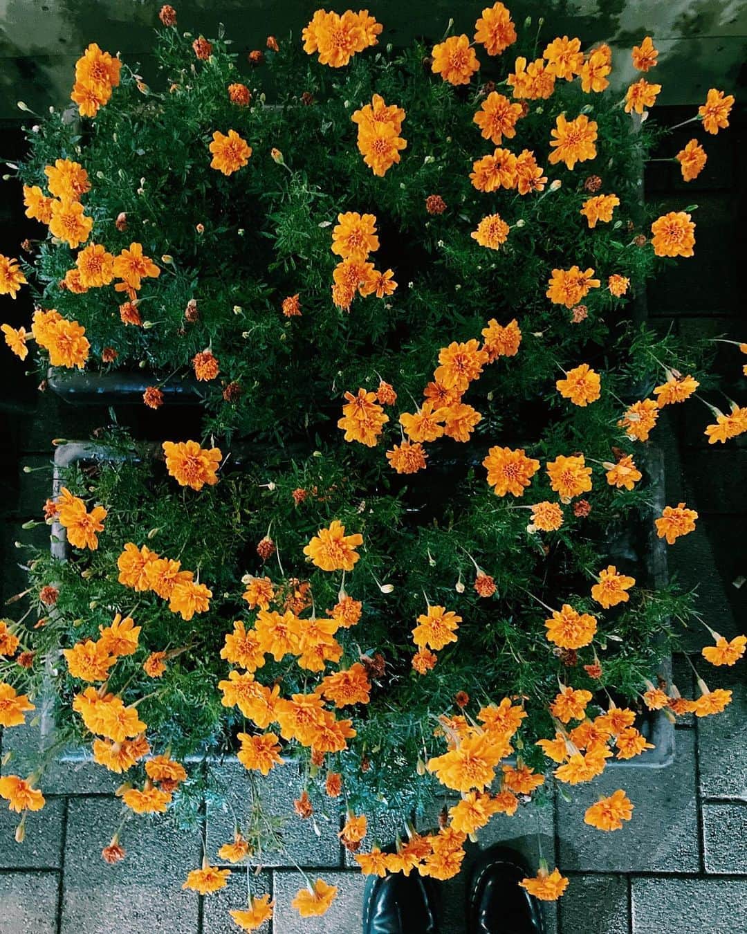 南波志帆さんのインスタグラム写真 - (南波志帆Instagram)「よる。はな。オレンジ。  #lastnight」8月20日 17時51分 - nanbashiho