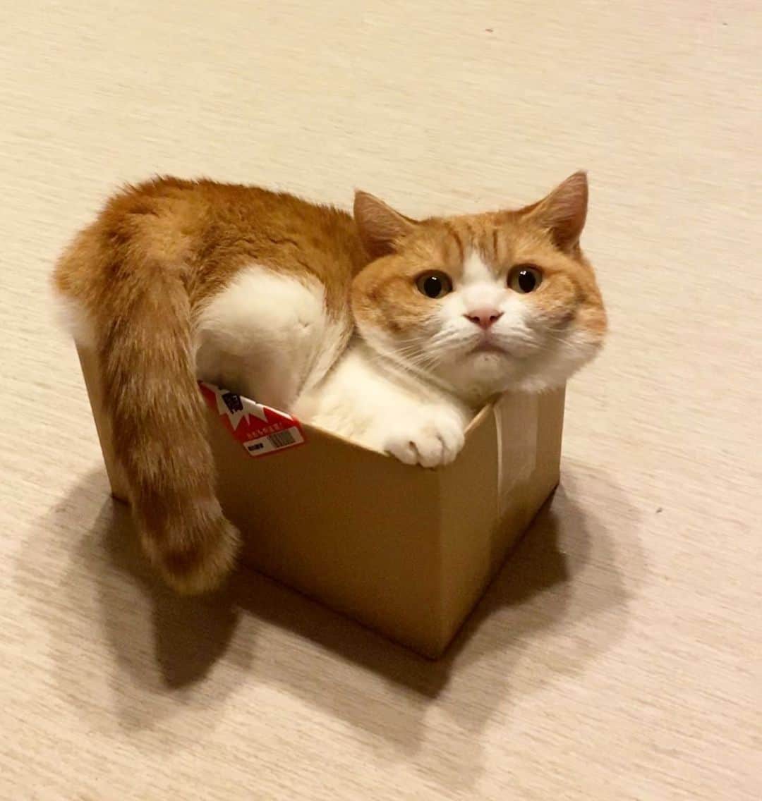 茶太郎 & きなこさんのインスタグラム写真 - (茶太郎 & きなこInstagram)「きなこ💖入る箱小さすぎたにゃ📦💦 This box was tiny😽📦💦 #おちりとホッペはみ出てるにゃ #意外と落ち着くにゃ #マンチカン#猫#munchkin #cat#catstagram #amazing#ねこ#茶トラ#短足#catsofinstagram#excellent_cats#9gag#cats_of_world_#instacat_meows#bestcats_oftheworld#catsofig#instacat#cats_of_instagram」8月20日 18時02分 - amaccho5160