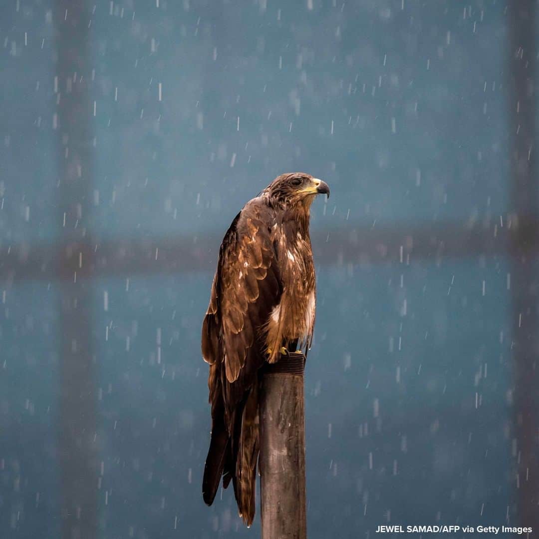 ABC Newsさんのインスタグラム写真 - (ABC NewsInstagram)「SIT IT OUT: Kite sits on a pole during monsoon rainfall in New Delhi, India. #india #birds #monsoon #weather #animals」8月20日 18時19分 - abcnews