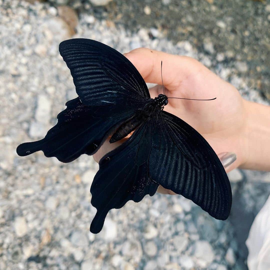 道木 さくら まやのインスタグラム：「I found her swimming in a river 🦋🌊」