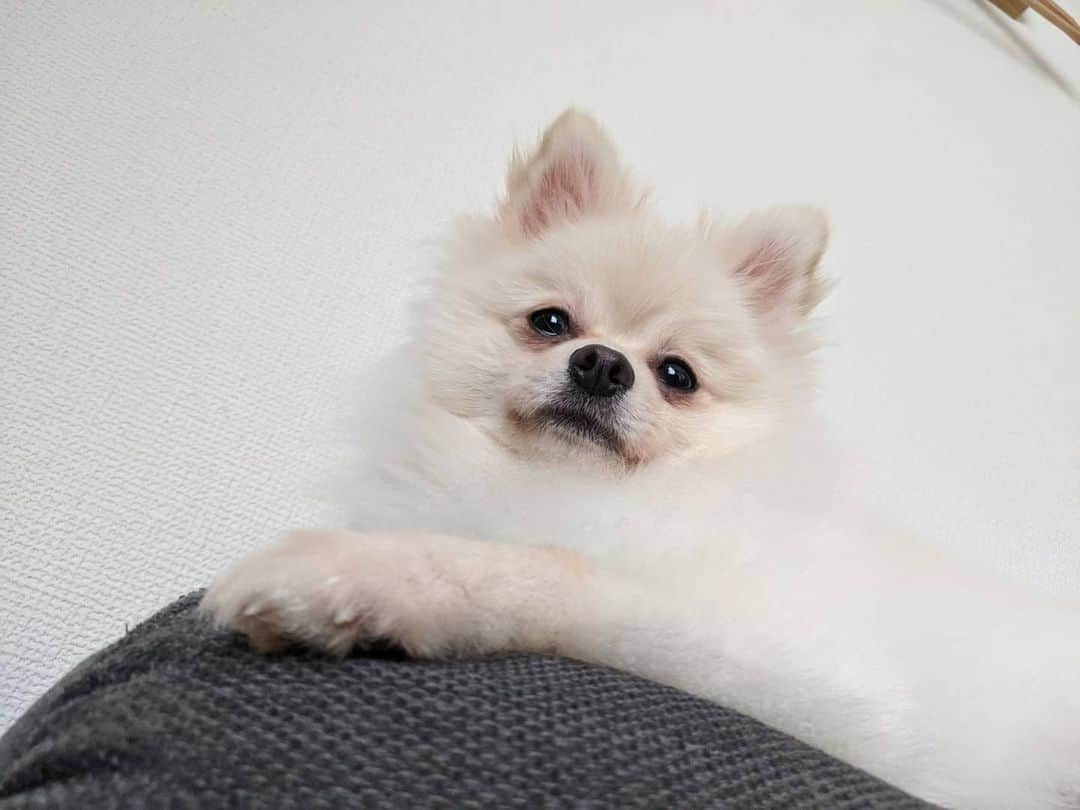 瀬山しろさんのインスタグラム写真 - (瀬山しろInstagram)「むちっ . #わたの成長記 #pomeranian #ポメラニアン #犬のいる暮らし」8月20日 18時30分 - shiro____yama