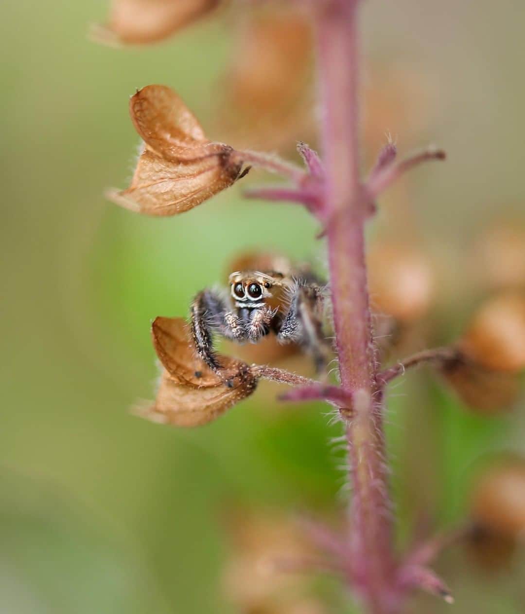 Canon Asiaのインスタグラム：「A splendid macro shot of a hairy spider on an equally hairy plant. Zoom in and see the details for yourself!⁣ .⁣ 📷 Image by @lakshya_click using the Canon EOS 750D • f/3.2 • ISO 100 • 1/60s • 35mm⁣ .⁣ Want your photos to be featured too? Tag them with #canonasia or submit them on My Canon Story, link in bio!⁣ .⁣ #canonasia #photography #explore #spider #colours #canon #composition #lens #inspiration #macro #plant #wildlife #nature #animals」