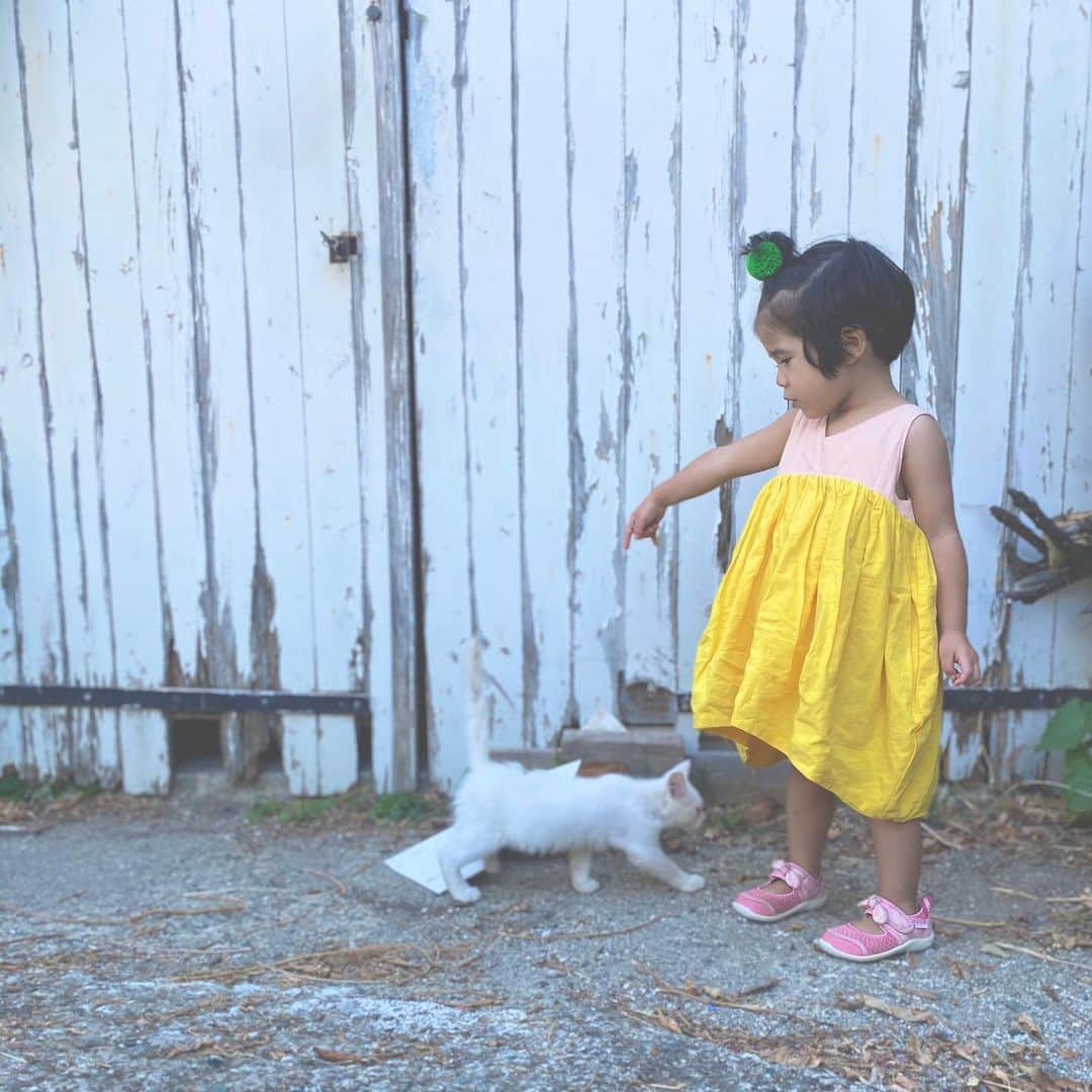 のインスタグラム：「村の知り合いの所で生まれた子をいただいてきた。 娘の友だち、白猫のポン。  ポンポン、と呼んでは追いかけ回し、ポンもとても楽しそうにまとわりついてくる。 仲良しの2人。 #白猫 #猫のいる暮らし #猫とこども #lifeinmountains #山ライフ」