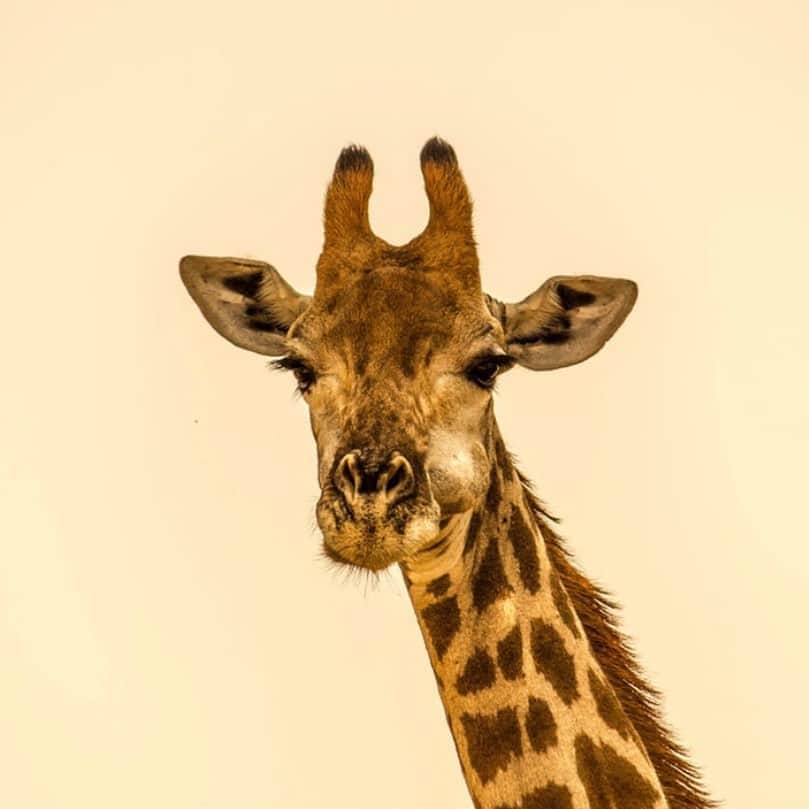タイラ・バンクスさんのインスタグラム写真 - (タイラ・バンクスInstagram)「Look at that beautiful long neck, those luscious lashes... I’m seeing a Sahara smize, aren’t you? #GiraffeLove」8月21日 4時31分 - tyrabanks