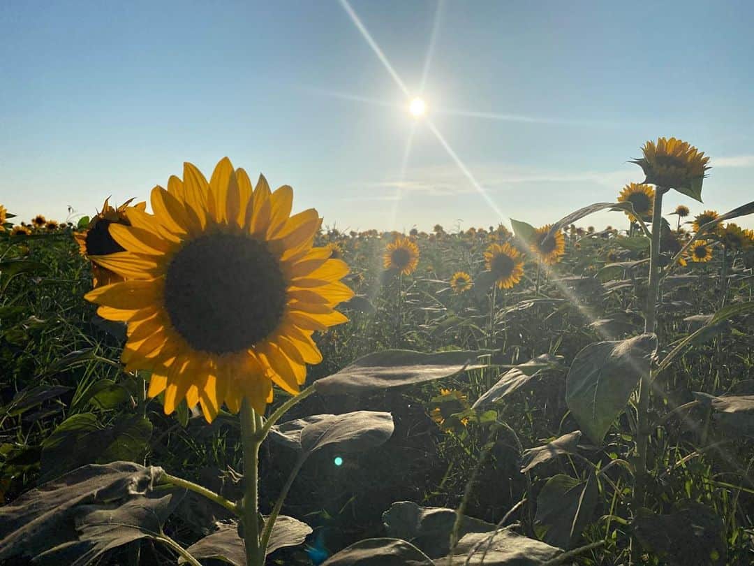 のインスタグラム：「向日葵🌻 #ソレイユの丘 #長井海の手公園 #横須賀」
