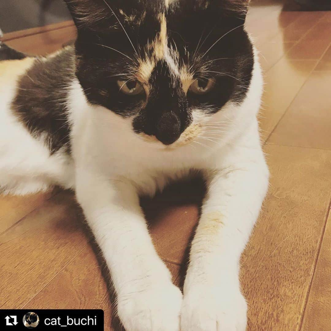 ねこさんのインスタグラム写真 - (ねこInstagram)「【#ねこは人を笑顔にする】❣️ 大変申し訳ございませんでした。の構え😂🙏 @cat_buchi さん、ありがとう👆🏻💓💕 #Repost @cat_buchi with @make_repost ・・・ 土下座１秒前の構え👏 #三毛猫#猫 #ねこすたぐらむ #ねこのいる生活 #土下座ねこ #ねこすき #ねこ部 #ねこちゃん #前足ねこ #かわいいねこ #ブチ #猫バカ #ねこがかわいいだけ展 #ねこは人を笑顔にする」8月20日 21時07分 - neko_magazine