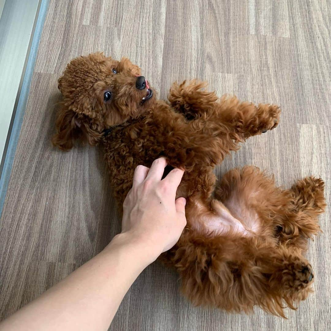 TAIYUさんのインスタグラム写真 - (TAIYUInstagram)「ベランダわぶ🐶」8月20日 21時10分 - ivvy_taiyu