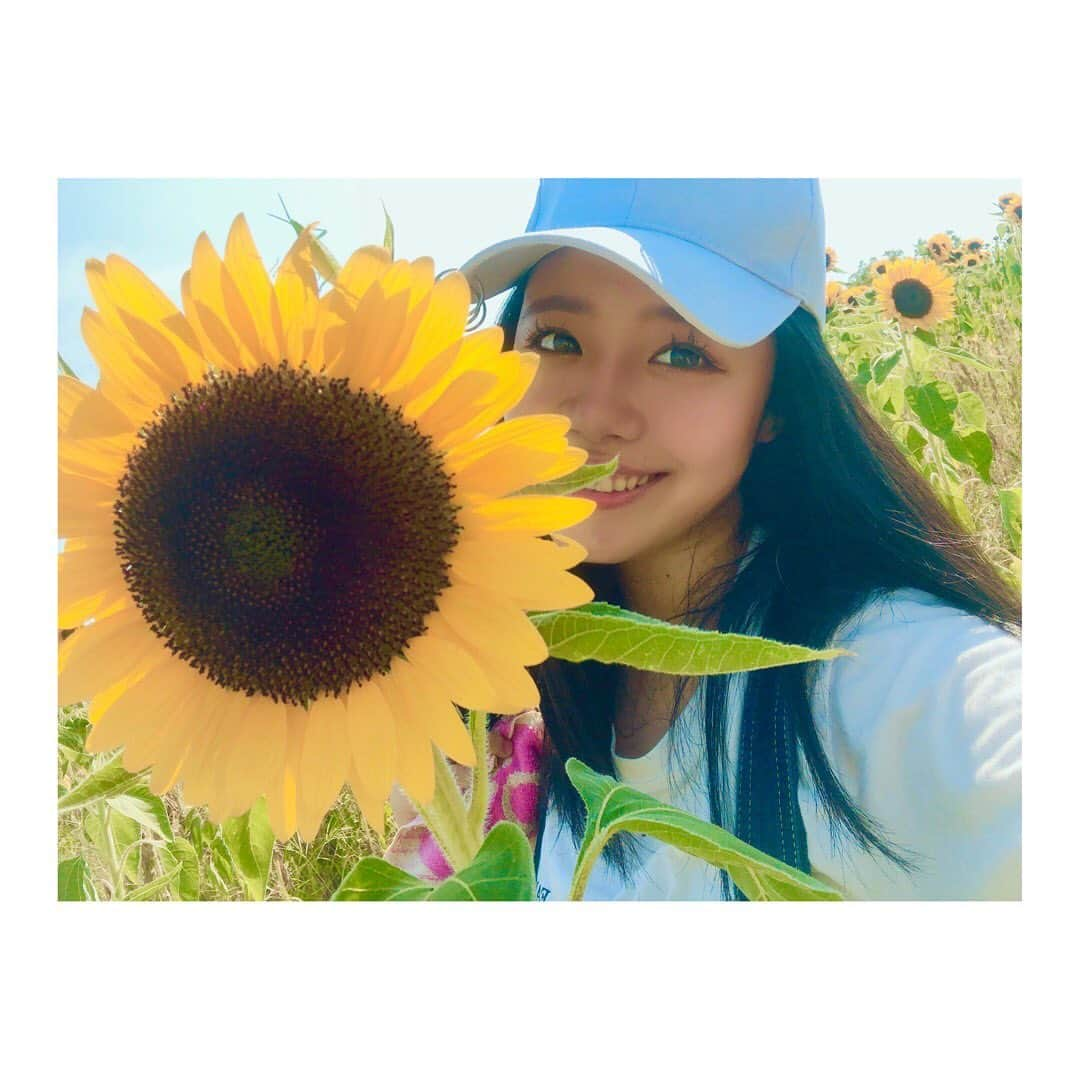 亀田姫月さんのインスタグラム写真 - (亀田姫月Instagram)「念願のひまわり🌻 ハーベストの丘までの ルートに手こずんだけど、到着したら キレイすぎて感動🥺 満開すぎていいタイミングに行けてよかった☺️ 暑すぎたし、ちょっと焼けたけど、 楽しさが勝ったからなんでもOK！ ・ #ハーベストの丘 #3150 #ひまわり　#映え #満開　#亀田姫月」8月20日 21時13分 - himechan333