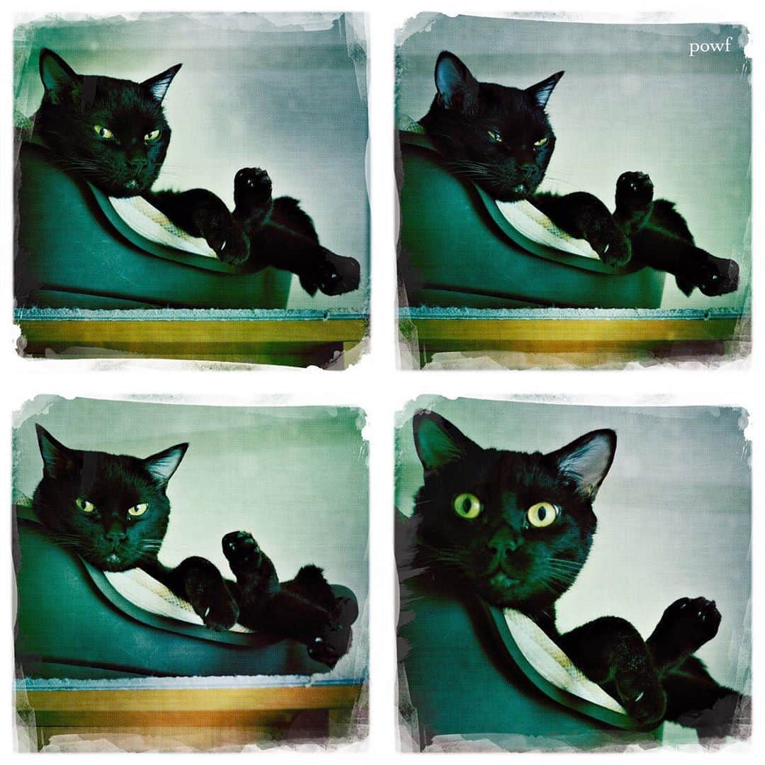 anemone_69のインスタグラム：「. #ハカセとキョウジュ #blackcat #黒猫 #cat #猫 #保護猫 . #DreamCanvas_powf . . .」