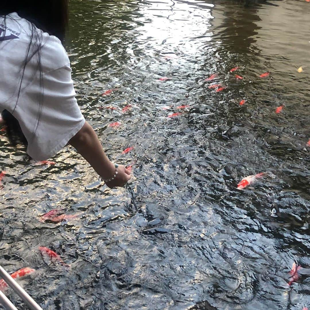 中野みやびさんのインスタグラム写真 - (中野みやびInstagram)「鯉  #鯉の餌やり #鯉 #魚 #fish #さかな #お魚 #赤 #red #綺麗 #鮮やか #color #black #黒 #水 #water #white #自然 #wawawa #みやび」8月20日 21時31分 - n_miyabi0123