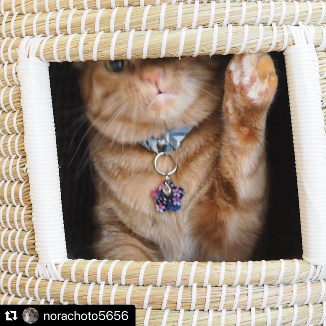 ねこさんのインスタグラム写真 - (ねこInstagram)「【#ねこは人を笑顔にする】❣️ 呼んだ❓✋ @norachoto5656 さん、ありがとう🚴‍♂️🚴🚴‍♀️🎖 #Repost @norachoto5656 with @make_repost ・・・ ちぐらから、やぁ。 #猫 #cat #ねこ #catstagram #ねこ部 #ねこすたぐらむ #猫好きさんと繋がりたい #ネコ #猫のいる暮らし #catsofinstagram #保護猫 #さくらねこ #またたび家卒業生 #猫がいる生活 #猫ねこ部 #neko_nist #neko_magazine #猫びより #ねこは人を笑顔にする  #고양이 #ねこのきもち #ふわもこ部 #貓 #Gato #Кошка」8月20日 21時53分 - neko_magazine