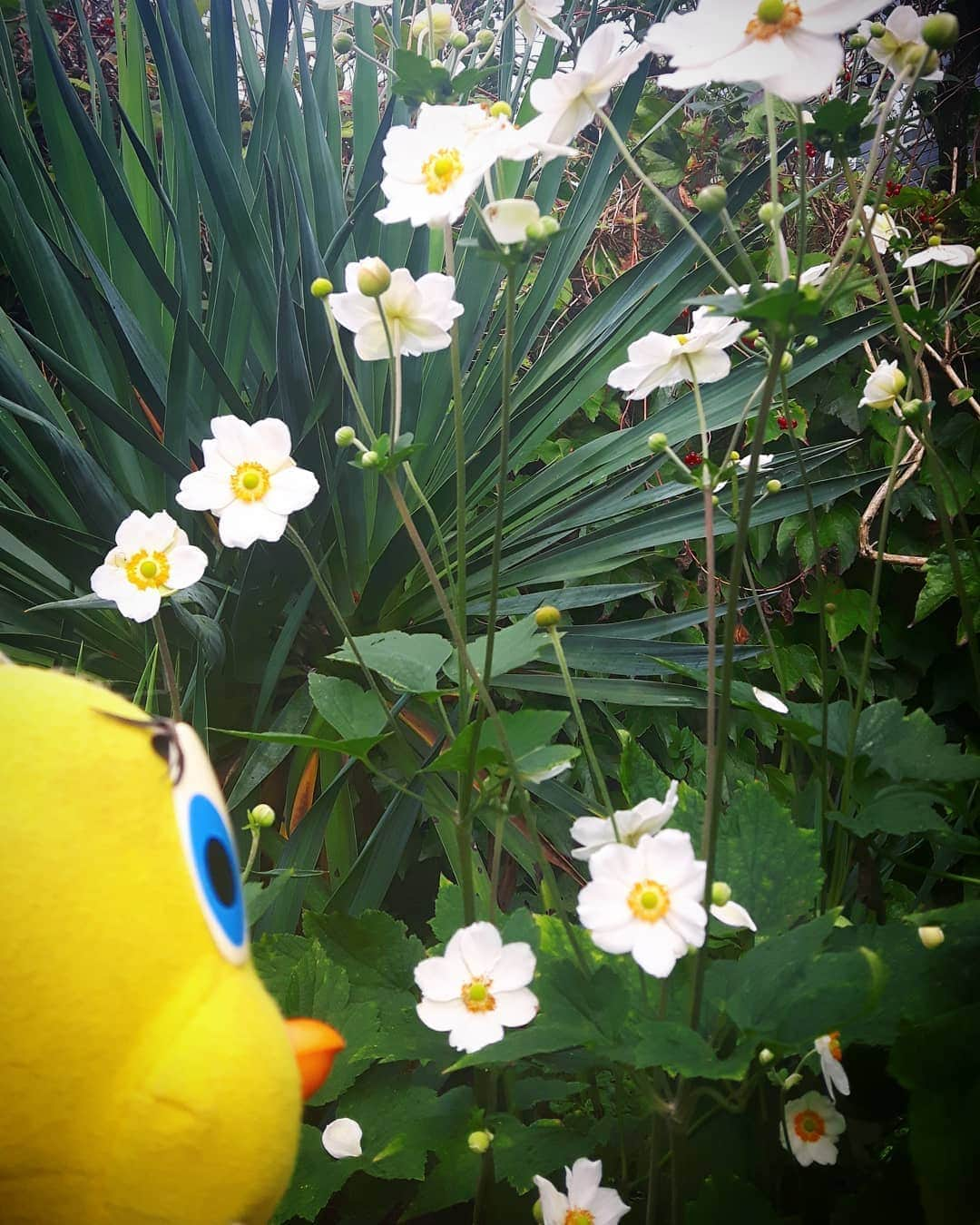 Little Yellow Birdさんのインスタグラム写真 - (Little Yellow BirdInstagram)「My anemone apparently loves the warm humid weather!! Look at him go! #littleyellowbird #tweety #tweetykweelapis #adventures #yellow #bird #thursday #garden #anemoon #anemone #flowers #summer #zomer #august #augustus #humid #warm #groeizaamweer #stuffedanimalsofinstagram #plushiesofinstagram」8月20日 22時14分 - tweetykweelapis