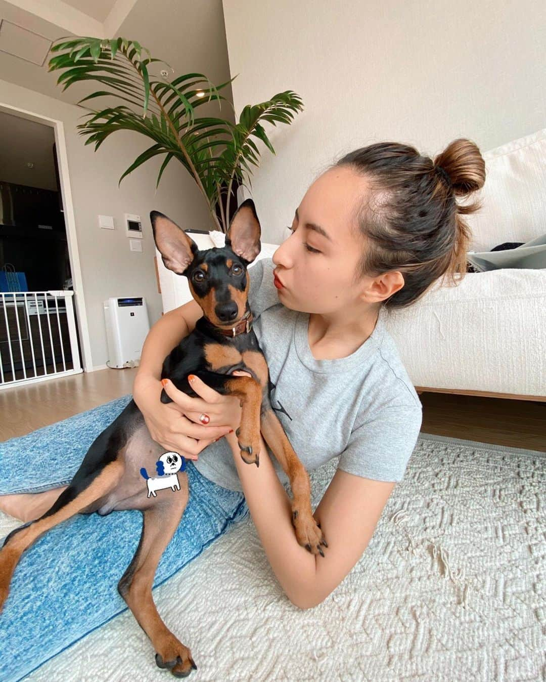 Julia Castroさんのインスタグラム写真 - (Julia CastroInstagram)「君が大好っきゃねん！！！ . #minipin #family #miniturepinscher  #mybaby #babyboy #dog #brother  #fashion #outfit #friend #friendship  #イケメン犬 #ミニピン #ミニチュアピンシャー  #愛犬 #イケピン #子犬 #ミニピンブラックタン  #夏服 #インテリア #家族 #5ヶ月 #大好き #暴れん坊将軍とはこの子のこと #でも甘えん坊で可愛いんだよね #大好きだよ」8月20日 22時21分 - julia.c.0209