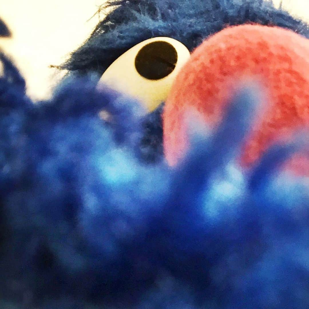 セサミストリートさんのインスタグラム写真 - (セサミストリートInstagram)「#TBT to practicing the art of selfies with Grover 💙 • • • #sesamestreet #grover #selfie #selfies #selfiesofinstagram #elmo #bigbird #cookiemonster #supergrover #parenting #kidscontent #momsofinstagram #dadsofinstagram」8月20日 22時34分 - sesamestreet