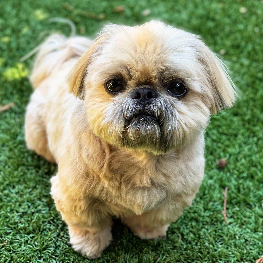 Dougie the Shih Tzuのインスタグラム