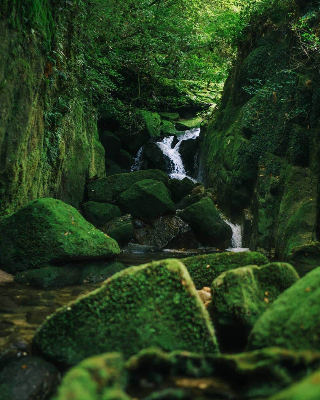 福田洋昭のインスタグラム：「Strolling through this mystical mossy forest of #Yakushima once again.」