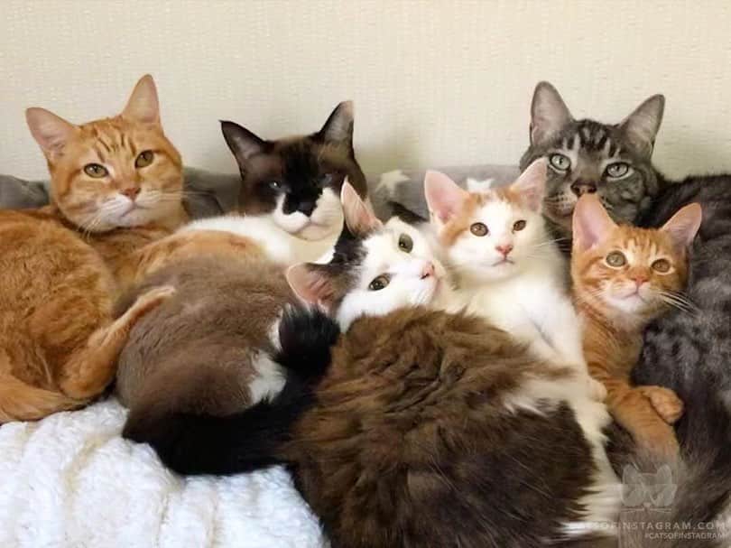 Cats of Instagramさんのインスタグラム写真 - (Cats of InstagramInstagram)「From @kibimomo: “・ 今朝6時のお見送り隊😸👋 ・ うちの子たちはけっして今日休んじゃえば！とは言わない。 しっかりと送り出してくれる☺️ ・ ②見て見て🧡おうちゃんがしっかり行ってらっしゃーい👋ってしてくれてる😂 ・ かわいい😍💕 ・ そのおかげで今日も一日がんばれたよ😄✊” #catsofinstagram」8月20日 23時28分 - cats_of_instagram