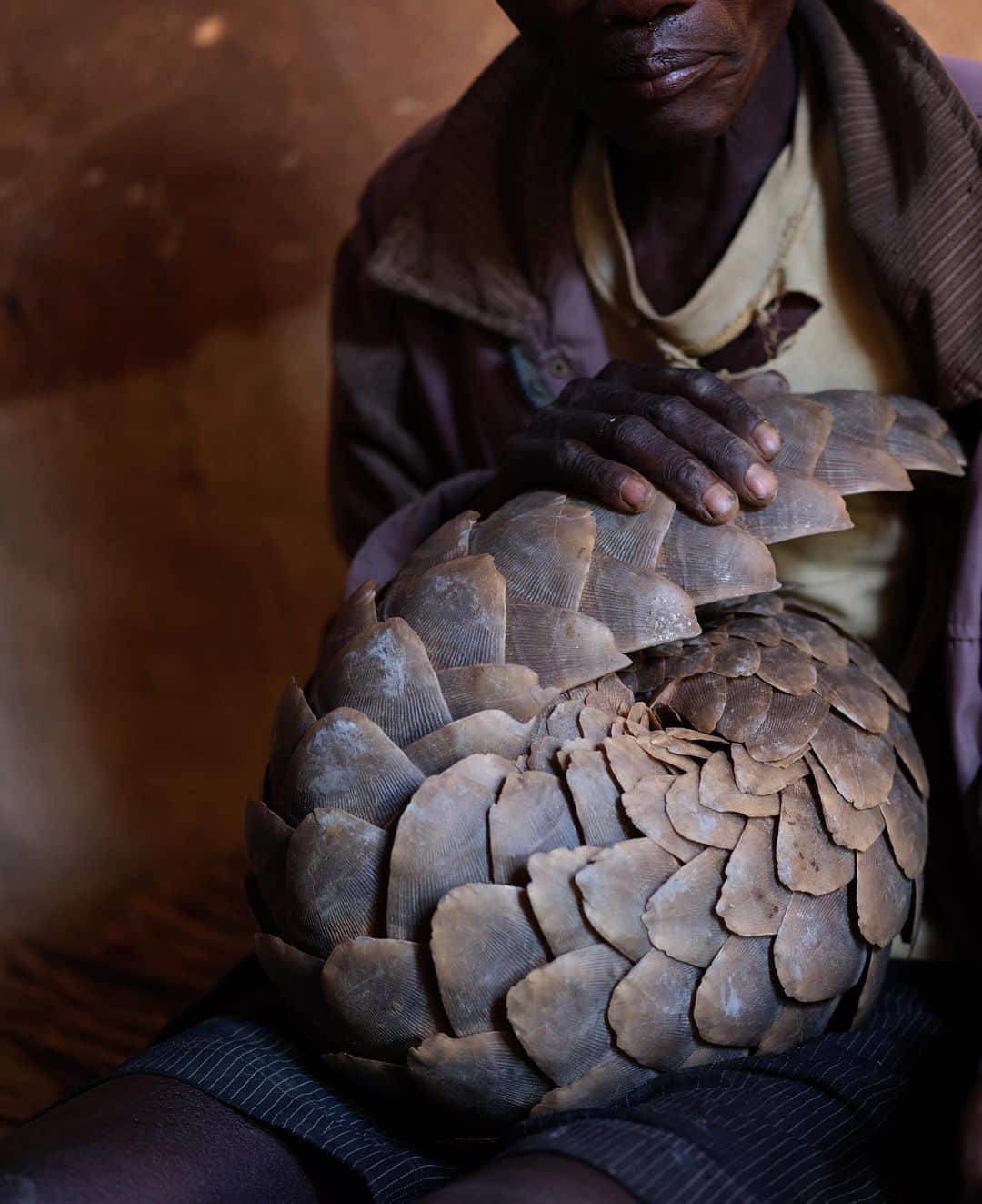 ナショナルジオグラフィックさんのインスタグラム写真 - (ナショナルジオグラフィックInstagram)「Photos by David Chancellor @chancellordavid  A village elder cradles a pangolin in West Pokot, in northern Kenya. The pangolin is a deeply significant spiritual creature to the Pokot people. They believe it has otherworldly powers, and when one is encountered, a black goat must be slaughtered, as pangolins are also believed to harbor bad omens. A generation ago, they were hunted here for their scales, which were believed to protect the moran (warriors) from death when fighting other tribes. A lot has changed since then; they are now the world’s most trafficked (nonhuman) mammaI and thought to account for as much as 20% of all illegal wildlife trade. Tens of thousands are poached every year, killed for their scales for use in traditional Chinese medicine and for their meat, which is considered a delicacy in China and Vietnam. It’s thought that a pangolin kept in a cage at a Chinese live (wet) market was the vector between a bat and a human required to set the current pandemic in motion. I’d heard stories of herders bumping into them in Kenya, but I had no real expectations of seeing one. There have been sightings recently, and the community here is fully aware of the significance of these extraordinary precious creatures. The sightings have sparked inspiration for conservation measures to be put in place. There is now widespread support among the community, and work is underway to protect them in their natural environment. Incidentally, their scales are made of keratin, the same as human fingernails and rhino horn, and have no proven medicinal value. To see more follow me @chancellordavid @nrt_kenya #westpokot #pokot #northernkenya #kenya #pangolin」8月20日 23時38分 - natgeo