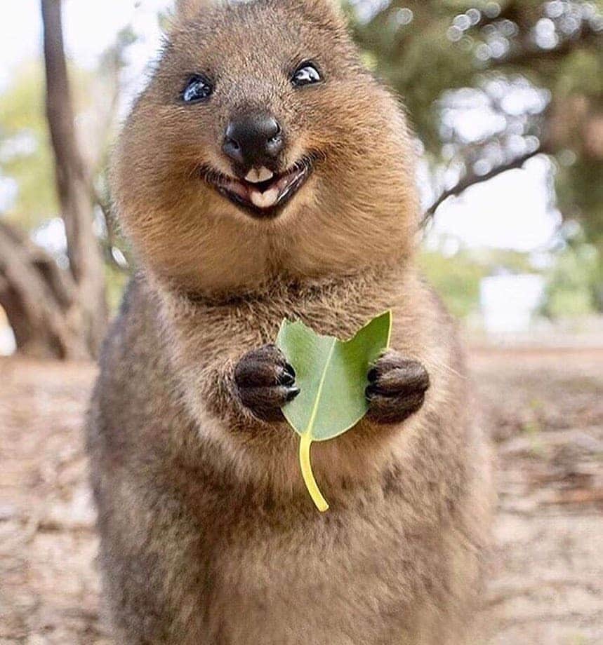 Padgramさんのインスタグラム写真 - (PadgramInstagram)「💞What a cute quokka!😍 Tag your friends and ask them to follow @planet.go  Photos by @cruzysuzy  #pgstar #pgdaily #planetgo #planet_of_animals #quokkas #pgcounty」8月20日 23時39分 - planet.go