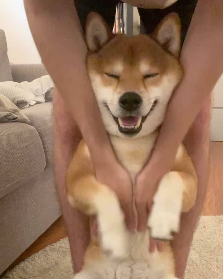 ?Fricko the Shiba Inu?のインスタグラム：「Belly rubs 🤪 🐾 🐾 🐾 #Fricko #🐶 #☀️ #shiba #shibainu #dog #柴犬 #赤柴  #adorable #shibaholics  #dogoftheday  #weeklyfluff #aww #dogstagram  #puppiesofinstagram #shibalove #shibastagram #shibadog #shibasofinstagram #doglovers」