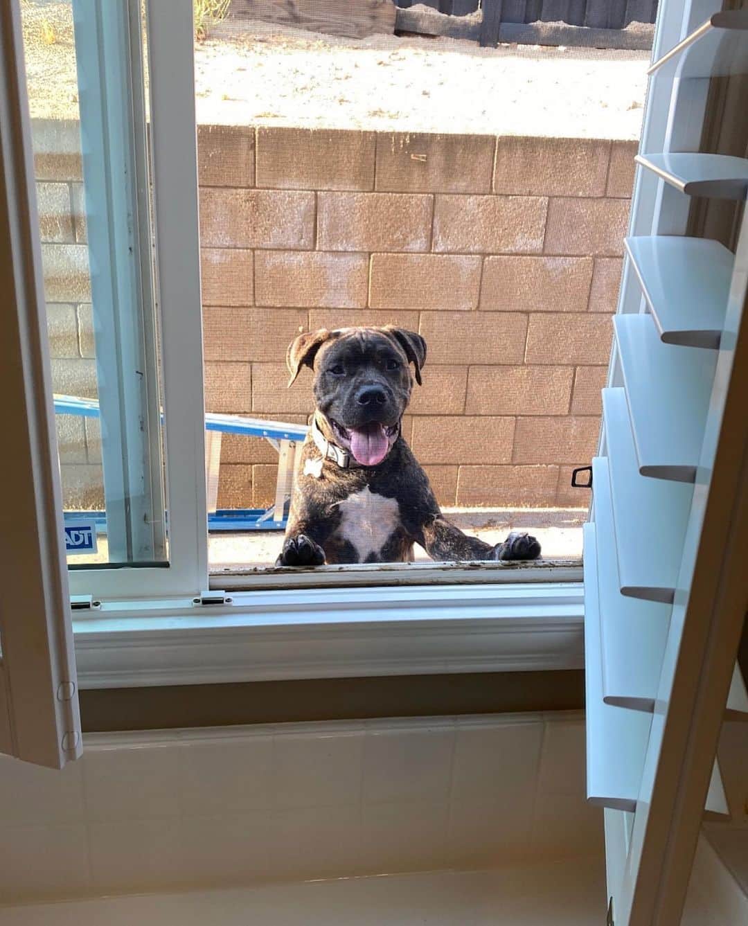 Kelly Clelandさんのインスタグラム写真 - (Kelly ClelandInstagram)「Opened the blinds for some better light and ... audience of one! 🐾 #goodmorning #myshadow #helovesme #unconditionallove #dayoff #playday #energized #happy #smile #havefun #haveagoodone」8月20日 23時46分 - kellyacleland4