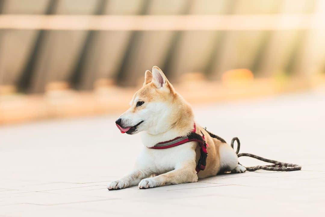 アンディ・チェンさんのインスタグラム写真 - (アンディ・チェンInstagram)「@canon_taiwan  #EOSR5 EF 70-200mm f/2.8L IS III USM #shibainu」8月20日 23時47分 - myhiro99