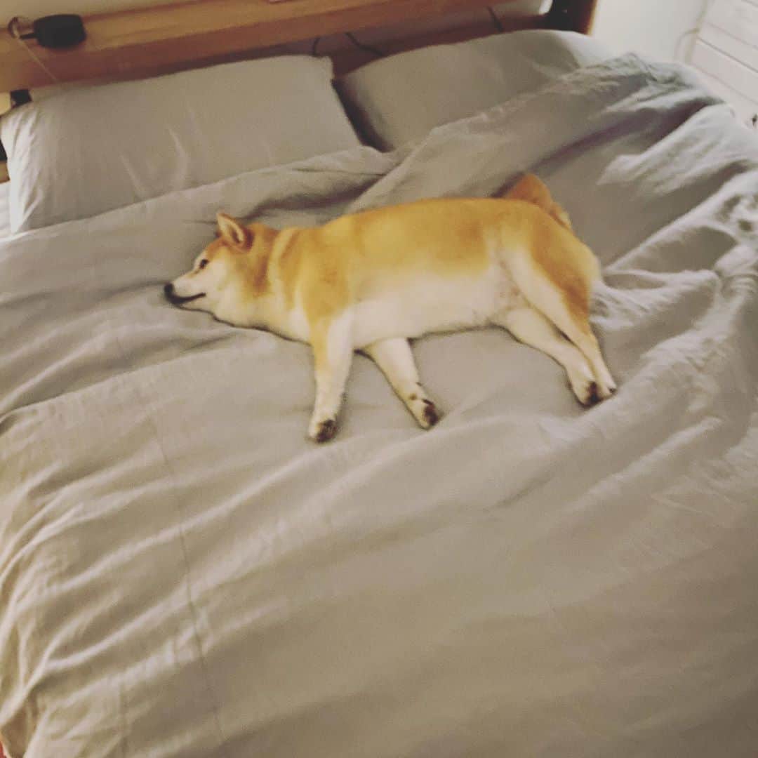 のインスタグラム：「さて、どこに寝ようかなw  #マル子  #人間ベッド好き　 #柴犬  #shiba」