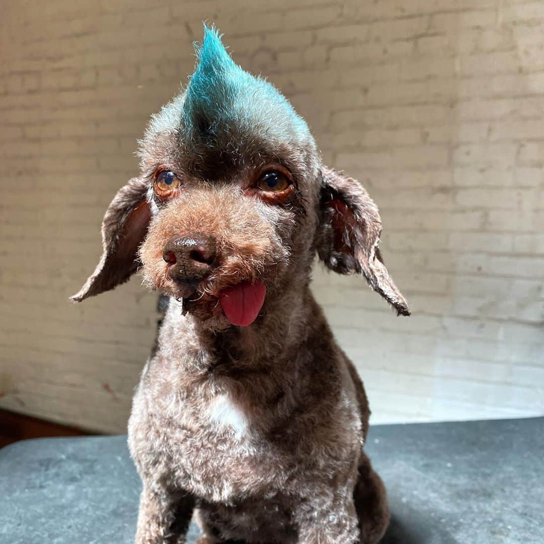 Dogs by Ginaのインスタグラム：「Bowie 👁」