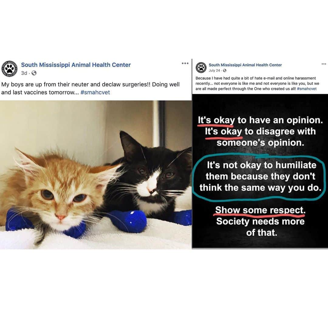 City the Kittyさんのインスタグラム写真 - (City the KittyInstagram)「This declawing veterinarian at @SMAHC_VET is playing the victim card after we shared their post of those declawed cats who are clearly NOT DOING WELL and are in pain and suffering!😾😿😿😿  The only victims are the innocent cats who are having their much needed toe bones and claws amputated. 😿 This declawing vet at South Mississippi Animal Health Center is entitled to her own opinion about declawing but not her own facts about it. 🐾 It's a FACT that declawing harms the long term health and well-being of a cat. 😾  It's just not ok to torture and harm innocent animals. Opinions, yes. Torture, no. 😾😾😾😾🐾🐾 There's a new pain study you can send this vet, Dr Brandy Fraser so she is EDUCATED about how she is torturing and harming cats by amputating their toe bones. Just google, "avma pain from feline facial expressions" for the study with photos.   Always take the high road, be polite, and educate. Dr Fraser also needs to learn the facts about declawing and cat behavior. citythekitty.org or pawproject.org for the FACTS!   When you see something that is not right, not fair, not just, you have to speak up. You have to say something; you have to do something. John Lewis  #MossPoint #Mississippi #veterinarians #StopDeclawing #AnimalCruelty #Cat #Cruelty #DoTheRightThing #torture」8月21日 5時42分 - citythekitty