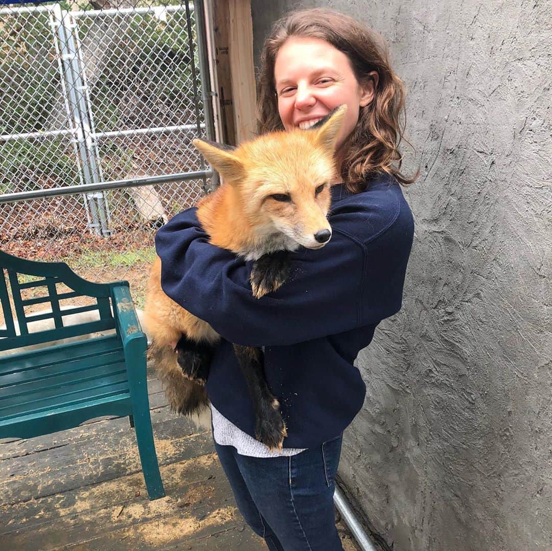 Rylaiさんのインスタグラム写真 - (RylaiInstagram)「Private Animal Encounters:  . Sharing some of our encounters over the past year! . . The @jabcecc is currently offering our Private Fox Encounters!  We have limited availability; however do offer a Special encounter where we open up the center just for you 🙋‍♀️💁‍♀️💁🏼🙋🙋‍♂️ . All of our encounters include a chance to meet up close our fox Ambassadors: Viktor, Maksa, Mikhail the Russian domesticated foxes and Ishy, our cucumber loving American girl. You also have the opportunity to meet Lucan, our Wolf Ambassador puppy and primitive dogs, Stumpy doo and Nicky R.  . What types of encounters, events, or tours would you like to see us offer in the future?  . . . #foxencounters #russiandomesticatedfoxes #belyaevfoxes #lovefoxes #mikhail #maksa #viktor #animalencounters #thingstodo #sandiegoevents #sandiego #nonprofit #support #conservation #furfree #socal #sandiegoliving #hiddensandiego #jabcecc #siberiancupcakes #foxesofinstagram #instadaily」8月21日 0時33分 - jabcecc
