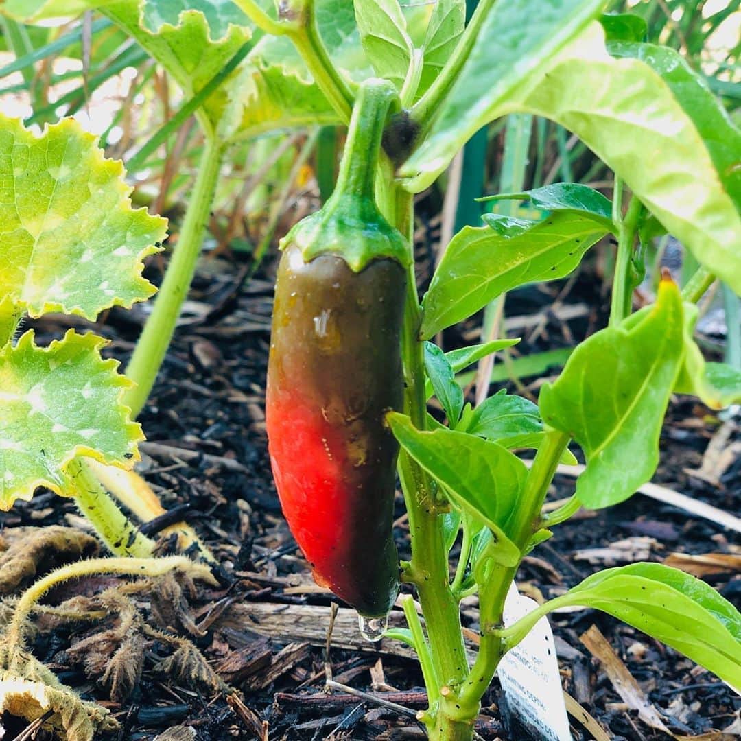 ケリスのインスタグラム：「Look at my peppers ! I’m thinking maybe you guys will get some pickles for next weeks GOLD MINE BOX . Thoughts ?」