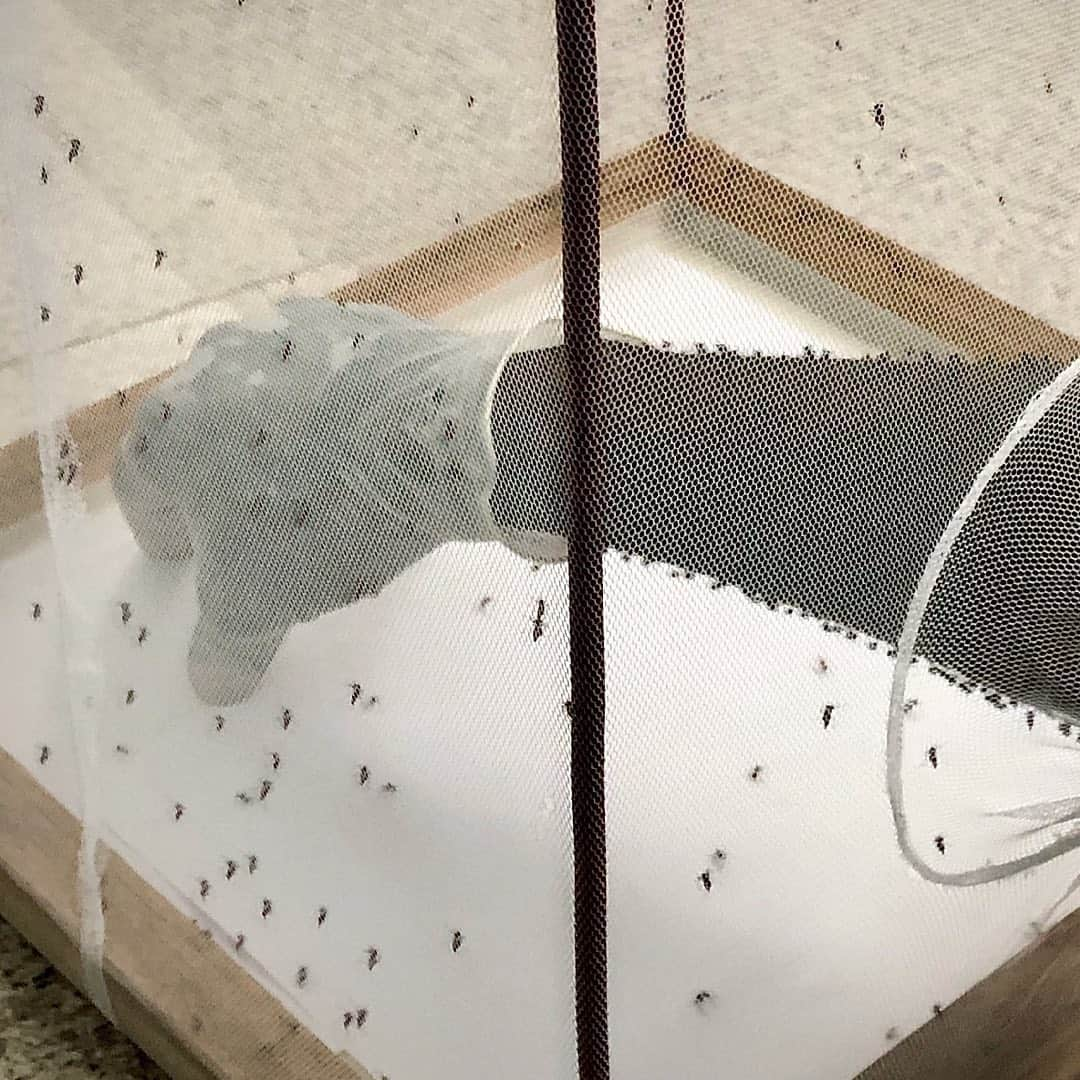 ビル・ゲイツさんのインスタグラム写真 - (ビル・ゲイツInstagram)「The progress the world has made against malaria is one of the greatest success stories ever. The COVID-19 pandemic only reinforces why eradicating malaria is so essential. #WorldMosquitoDay」8月21日 1時21分 - thisisbillgates