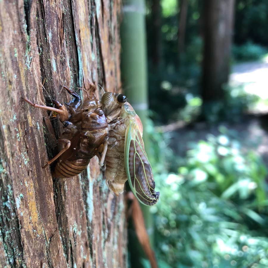 のインスタグラム：「#セミ命力を感じました。」