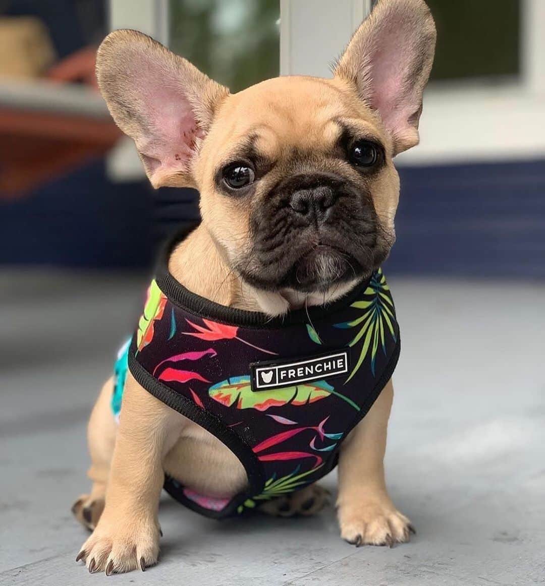 Regeneratti&Oliveira Kennelさんのインスタグラム写真 - (Regeneratti&Oliveira KennelInstagram)「Do I look handsome in my new  harness guys? 🥺❤️  @mr_franklin_the_frenchie  . .  Shop  @frenchie_bulldog ⚡️THE COOLEST⚡️ swag for your pup! 🎁 Get 10% off  with code jmarcoz10 🐾   . . . . .  #frenchie #frenchies #frenchies1 #frenchiepuppy #frenchiesofinstagram #frenchbulldog #frenchbulldogs #frenchbulldogpuppy #frenchbulldogsofinstagram  #fralla #fransebulldog #franskbulldog #französischebulldogge #flatnosedogsociety #bulldogfrances #bouledogue #bouledoguefrancais #batpig #buhi #frogdog #squishyface #squishyfacecrew #redfawn #フレンチブルドッグ #フレンチブルドッグ #フレブル #ワンコ」8月21日 2時04分 - jmarcoz