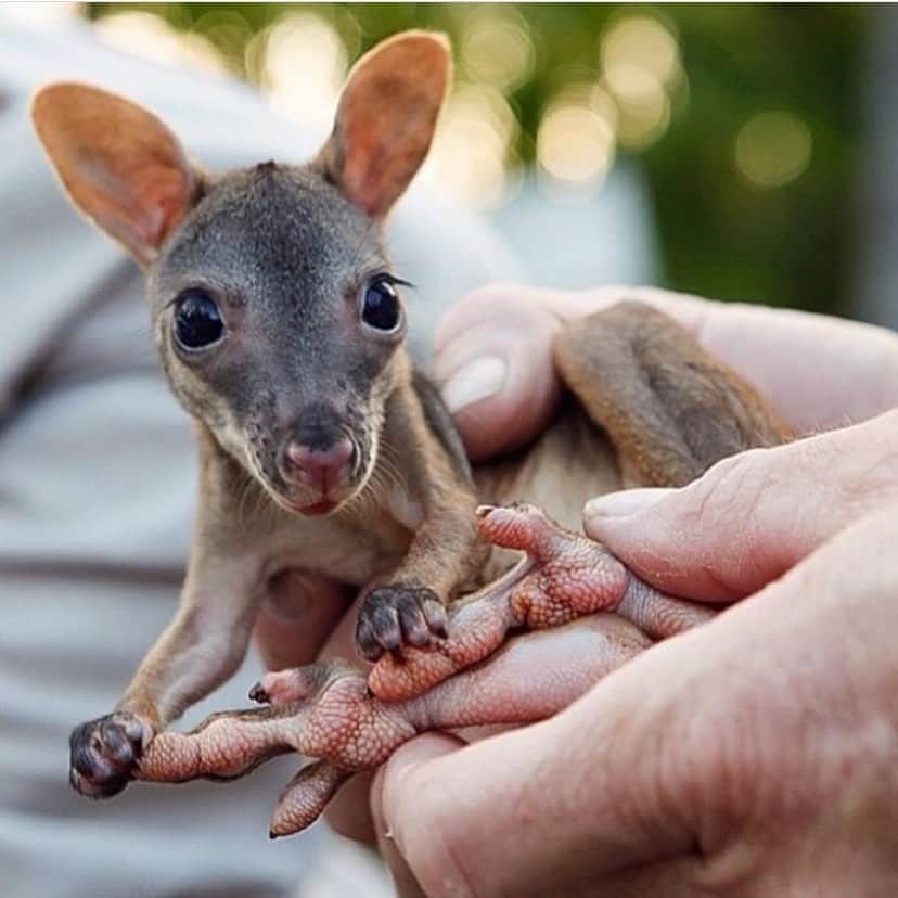 Baby Animalsさんのインスタグラム写真 - (Baby AnimalsInstagram)「Cute baby wallaby! ☺️」8月21日 2時06分 - thebabyanimals