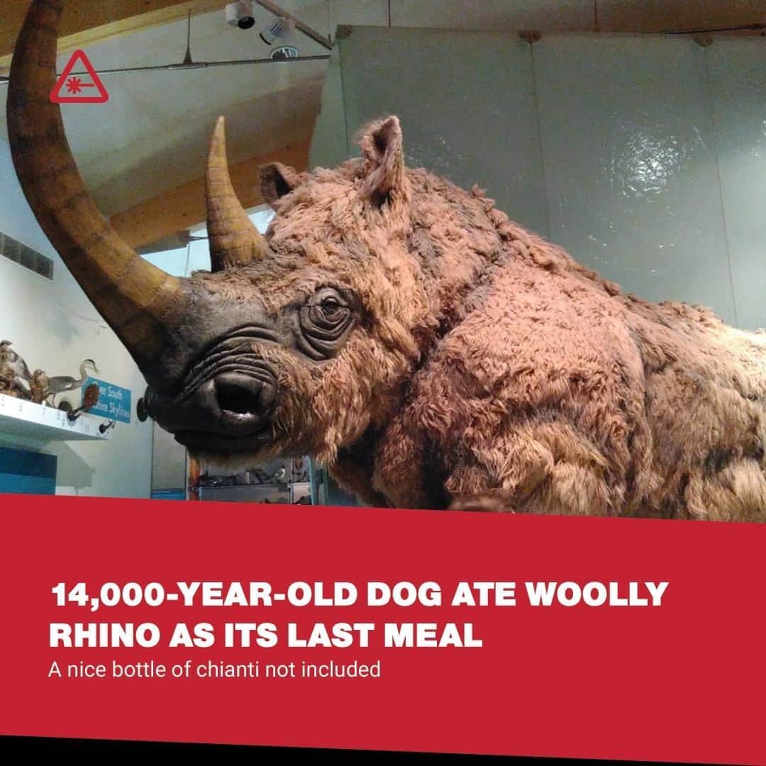 クリス・ハードウィックさんのインスタグラム写真 - (クリス・ハードウィックInstagram)「Thanks to a 14,000-year-old mummified canine's last meal, scientists have been able to sequence the woolly rhino’s complete genome.⁠ link in bio」8月21日 3時01分 - nerdist