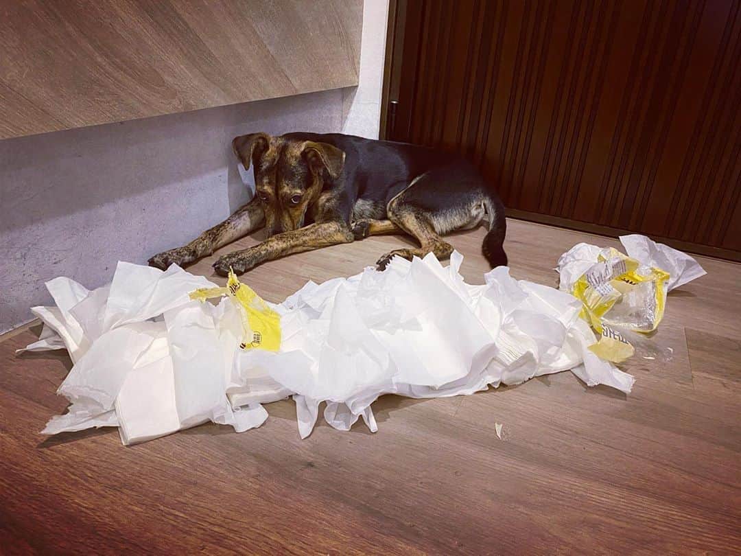 のインスタグラム：「被自己咬爛的衛生紙結界封印 處罰15分鐘🐶🐶🐶❤️🙏🏼」