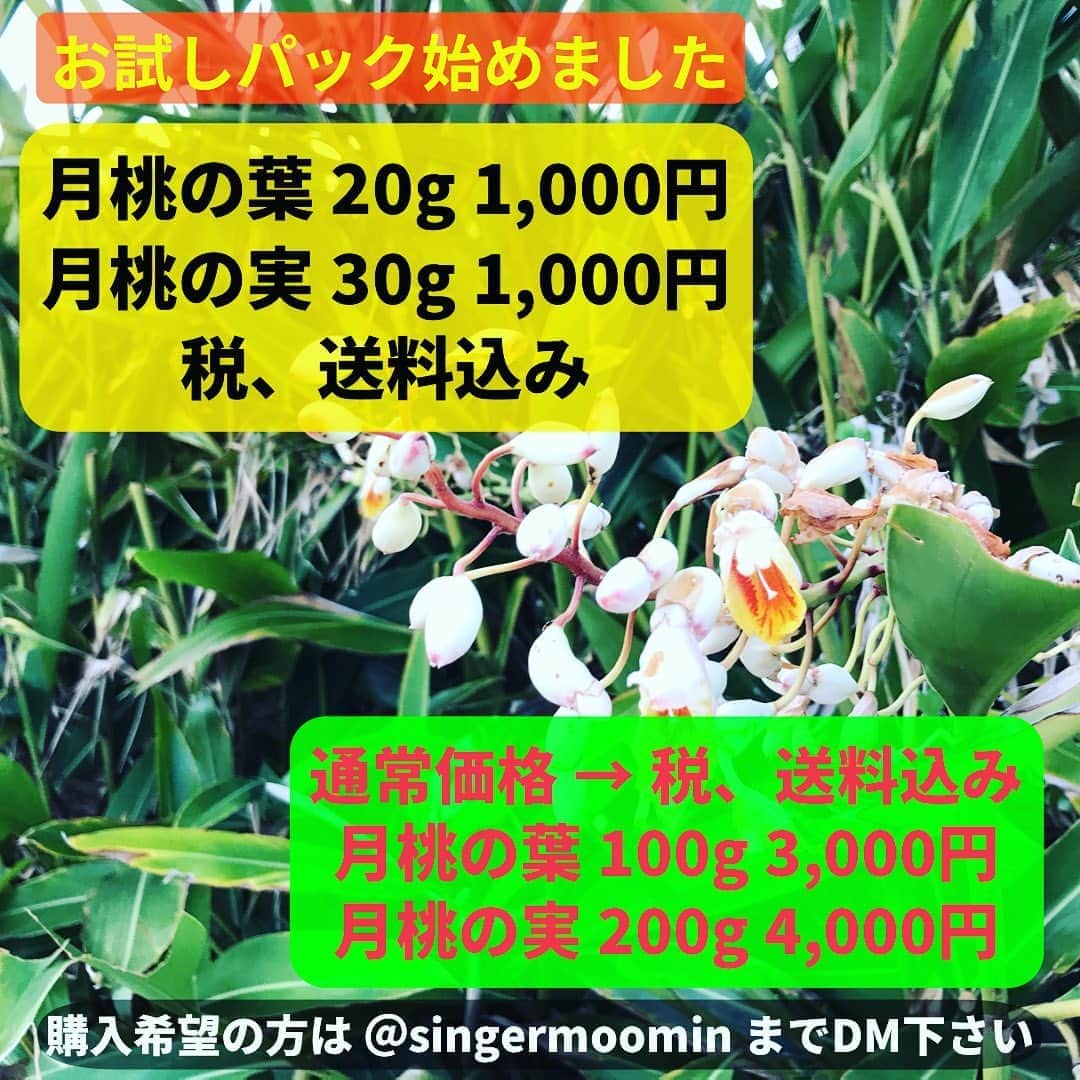 MOOMINのインスタグラム：「猛暑日が続いてますが こんな時こそ月桃パワー！  #抗酸化作用 #月桃ライフ」