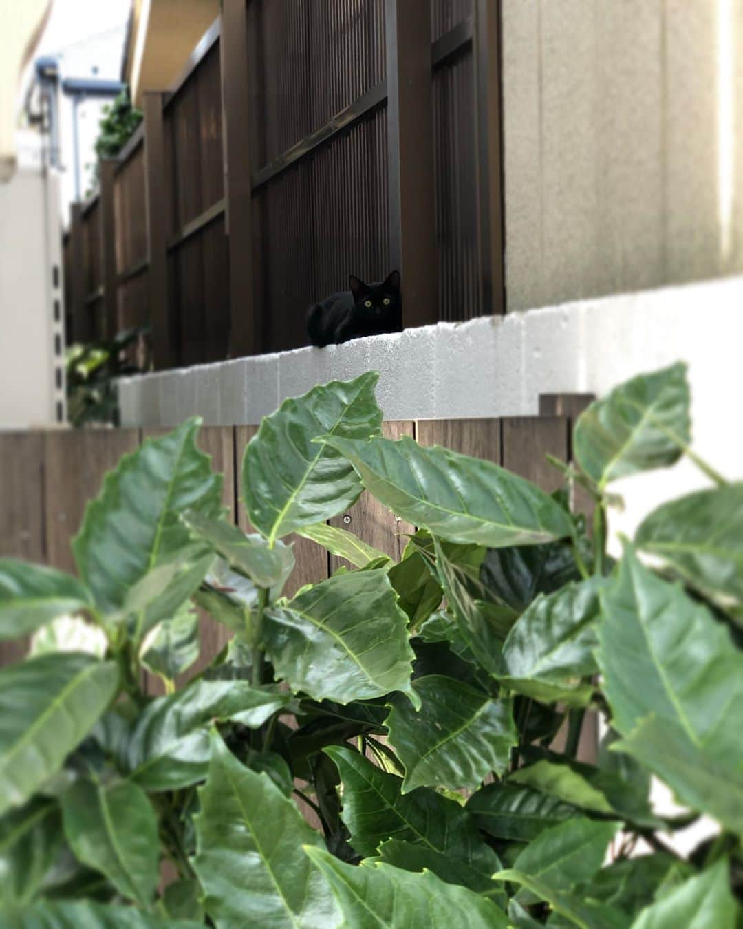 若森さちこさんのインスタグラム写真 - (若森さちこInstagram)「long time no see #くろねこ #wildcat  #おっきくなってた」8月21日 13時51分 - pistachico