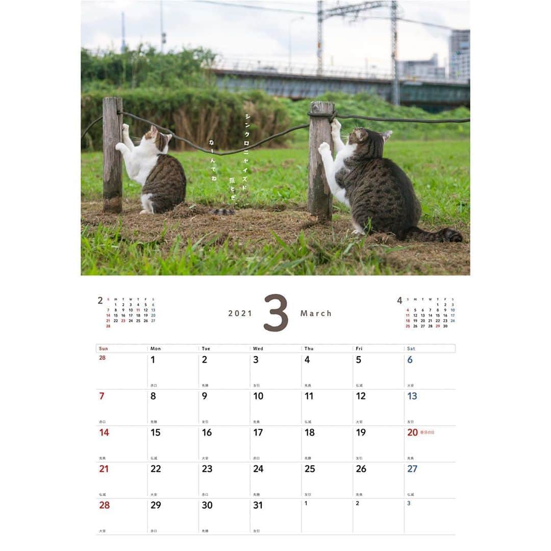 Masayukiさんのインスタグラム写真 - (MasayukiInstagram)「書籍もできそう　よりそい猫♪  2021　よりそい猫カレンダー　壁掛けカレンダー ￥1,650 サイズ: 257mm×364mm   ※　instagramの投稿の都合で上下左右の余白を多めにとっている写真もあります。  （すべての写真） 実際の商品には余白はつきませんのでお気を付けくださいませ。  お気に召すようでしたら、全国の書店やアマゾンなどのオンライン書店にてご予約くださいませ。  ※ 2021年は5種類。」8月21日 14時15分 - okirakuoki