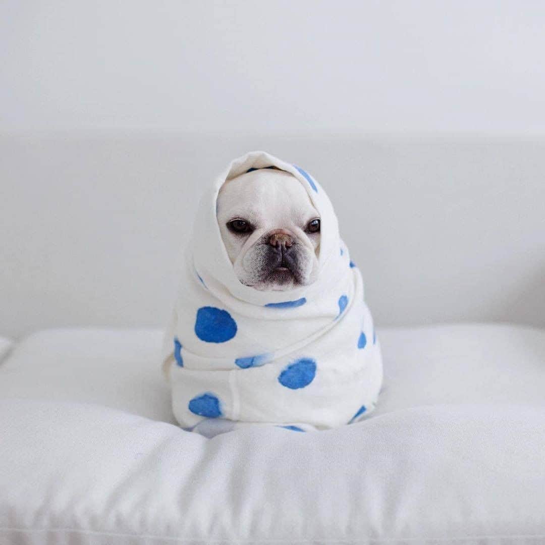 9GAGさんのインスタグラム写真 - (9GAGInstagram)「Me during the quarantine Follow @barked for more cute dogs! - 📷 @theobonaparte - #barked #Frenchie #9gag」8月21日 6時00分 - 9gag